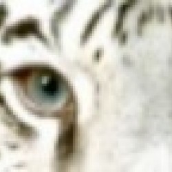 Crema unguent Puterea Tigrului Crema unguent Puterea Tigrului